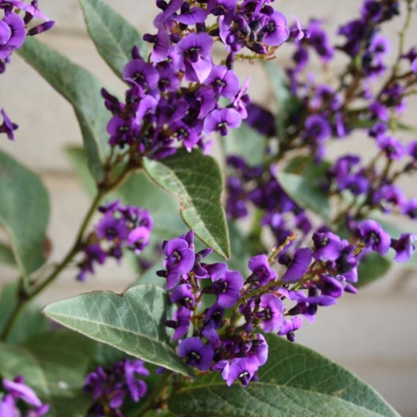 Hardenbergia violacea Regent - Valse sarsparilla (Flowering)