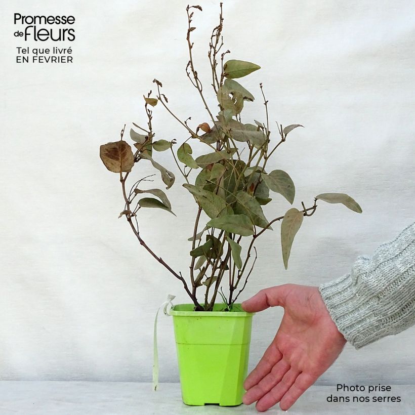 Example of Hardenbergia violacea Regent Pot van 1 l/1,5 l as you get in hiver