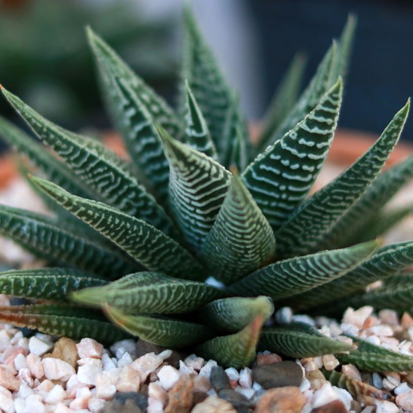 Haworthia limifolia (Blad)