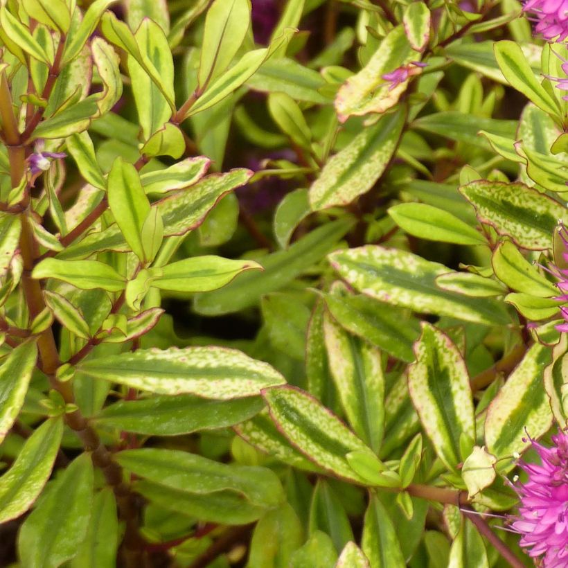 Hebe Celebration - Struikveronica (Foliage)