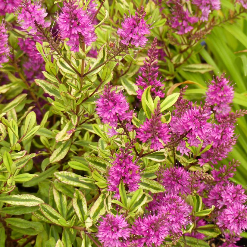 Hebe Celebration - Struikveronica (Flowering)