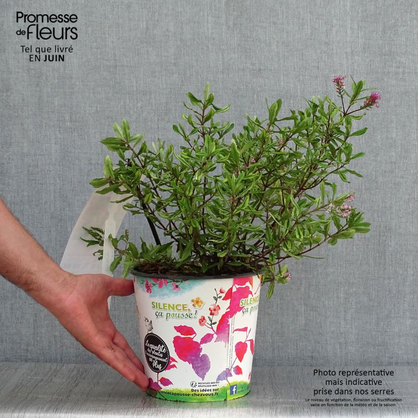 Exemplaar van Hebe Celebration - Struikveronica Pot van 3 l/4 l zoals geleverd in de zomer