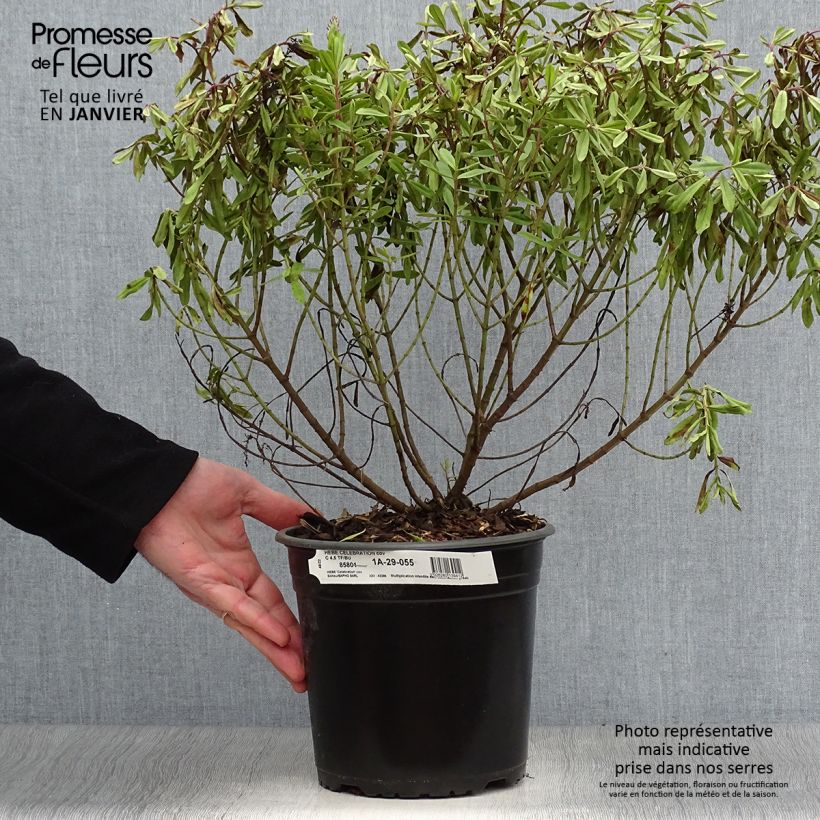 Example of Hebe Celebration - Véronique arbustive Pot van 3 l/4 l as you get in hiver