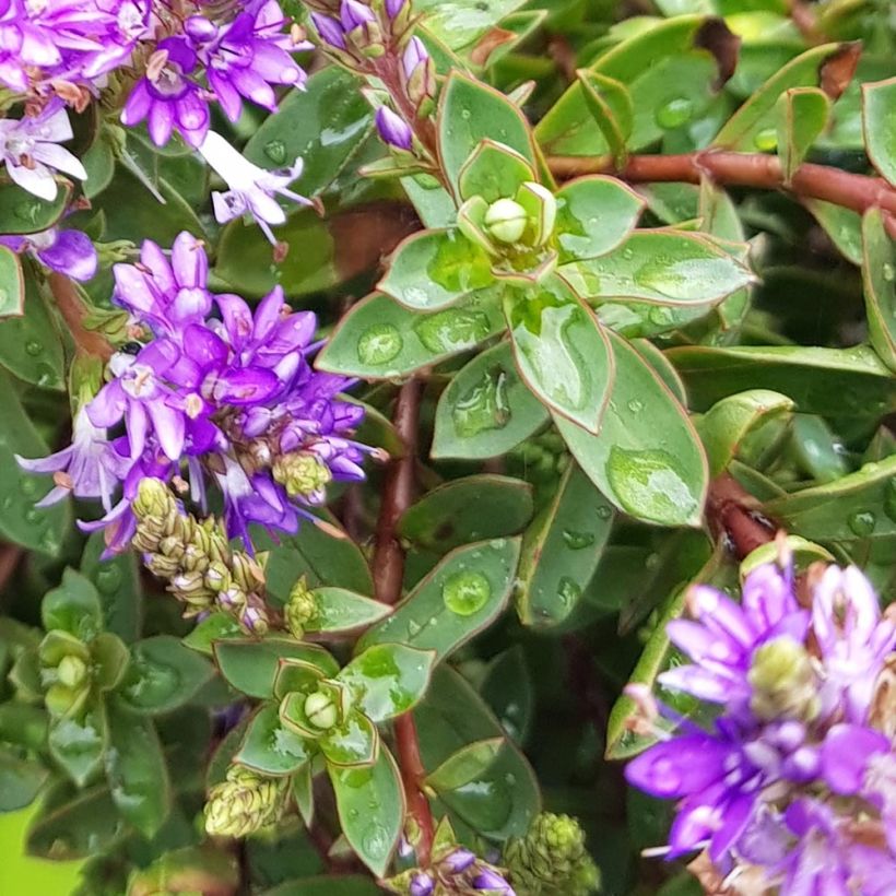 Hebe Claret Crush - Struikveronica (Blad)