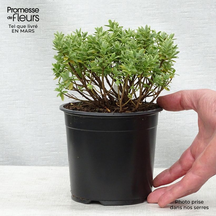 Exemplaar van Hebe Cobb Valley - Struikveronica Pot van 10 cm/11 cm zoals geleverd in de lente