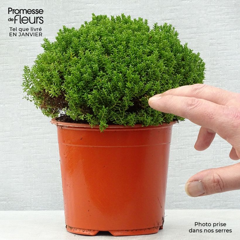 Example of Hebe Emerald Green - Véronique arbustive Pot van 2 l/3 l as you get in hiver