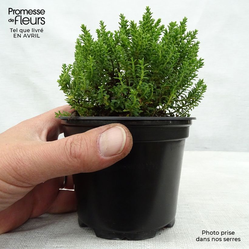 Exemplaar van Hebe Emerald Green - Struikveronica Pot van 2 l/3 l zoals geleverd in de lente
