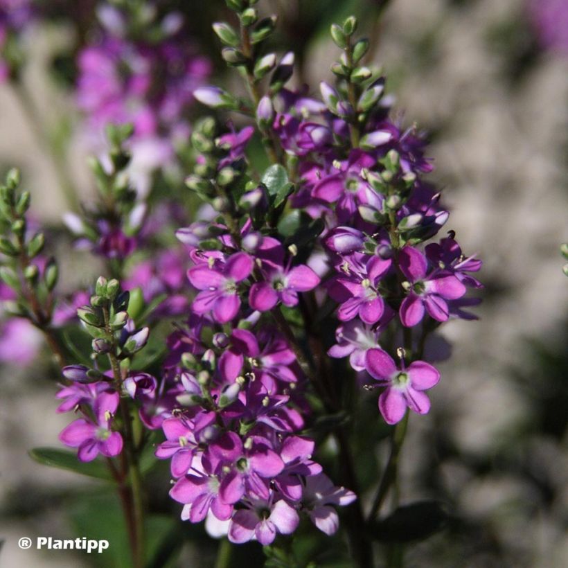 Hebe Garden Beauty Purple - Struikveronica (Flowering)