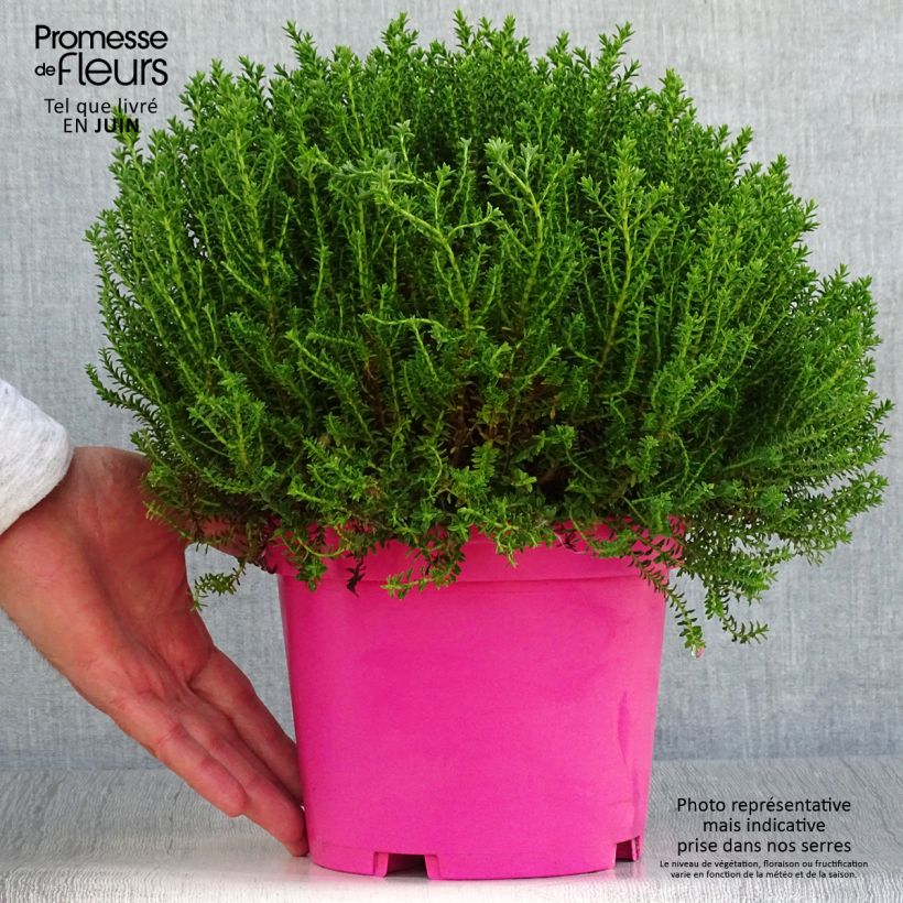 Exemplaar van Hebe Green Globe - Struikveronica Pot van 1,5 l/2 l zoals geleverd in de zomer