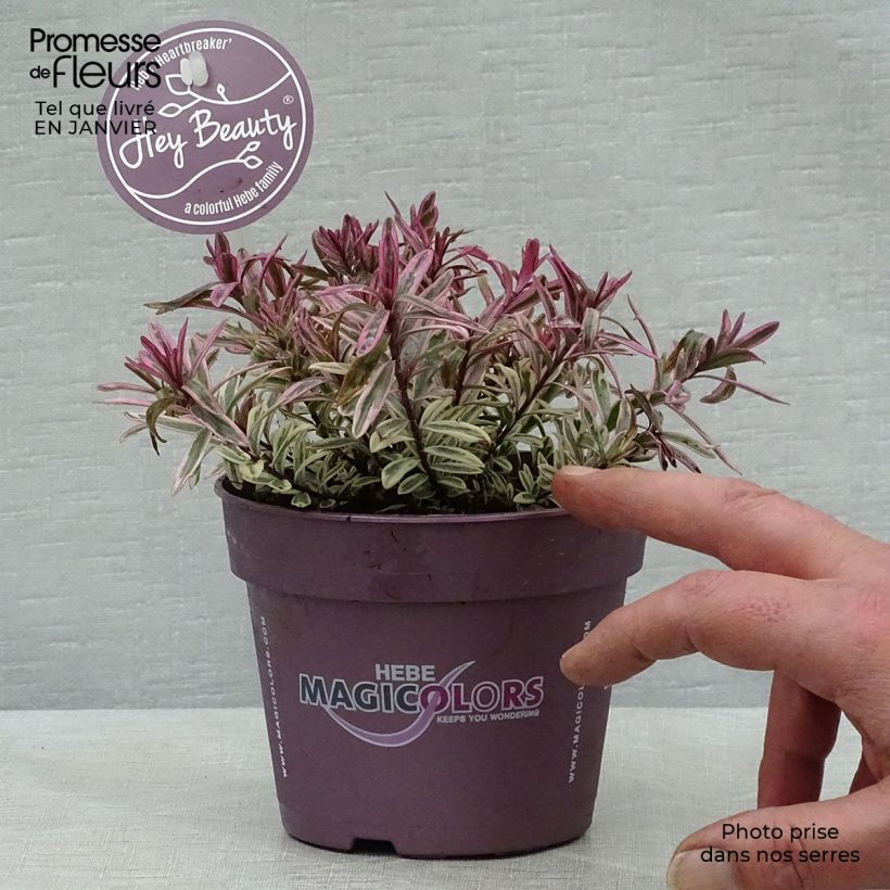 Example of Hebe Heartbreaker - Véronique arbustive Pot van 1 l/1,5 l as you get in hiver