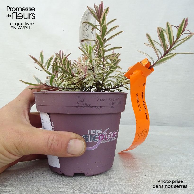 Exemplaar van Hebe Heartbreaker - Struikveronica Pot van 1 l/1,5 l zoals geleverd in de lente