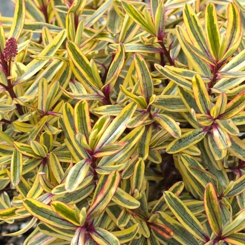 Hebe Jewel of the Nile - Struikveronica (Foliage)