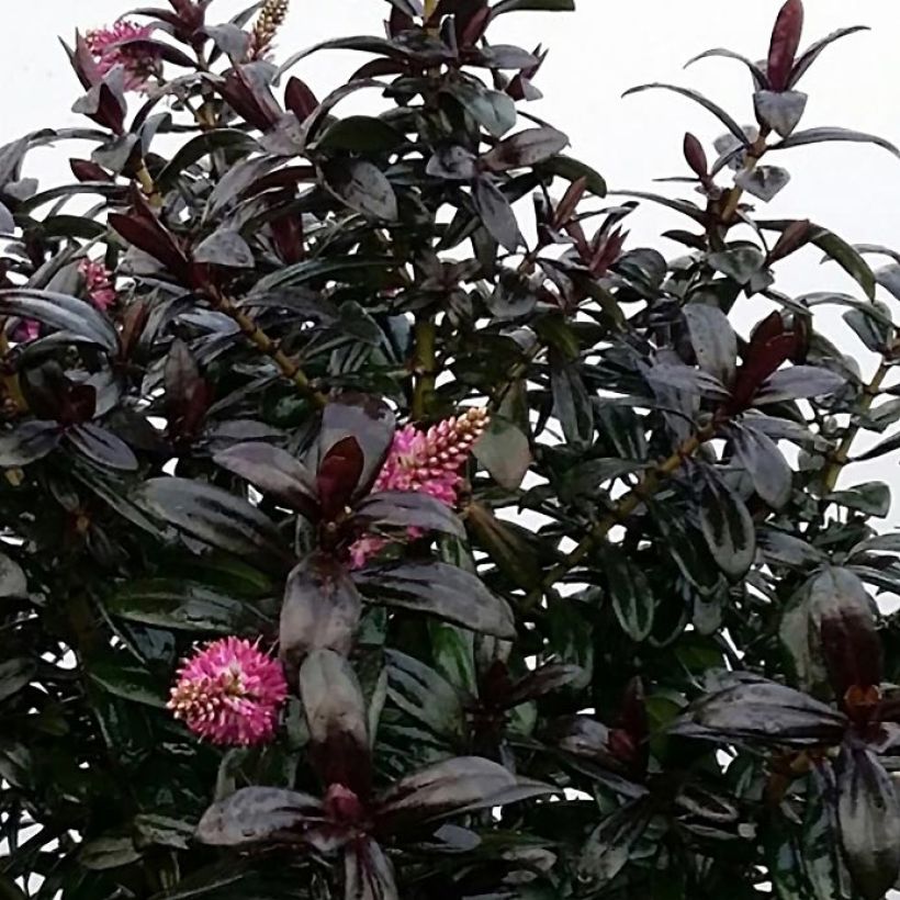 Hebe Joan Mac - Struikveronica (Foliage)