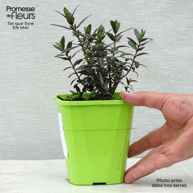 Example of Hebe Joan Mac - Véronique arbustive Pot van 1 l/1,5 l as you get in printemps