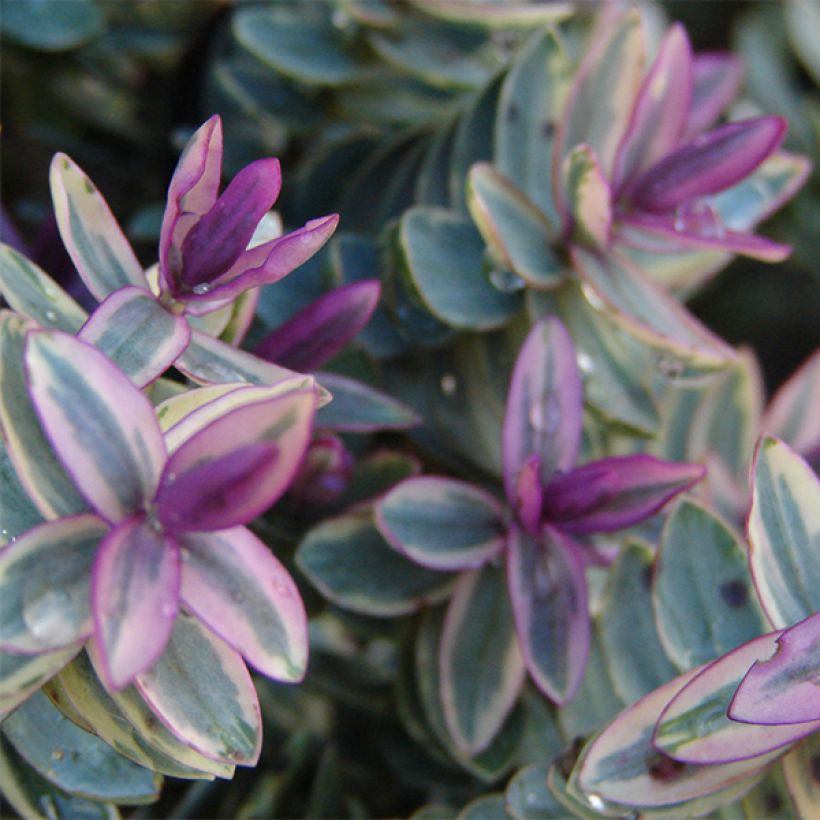 Hebe Lady Ann - Struikveronica (Blad)