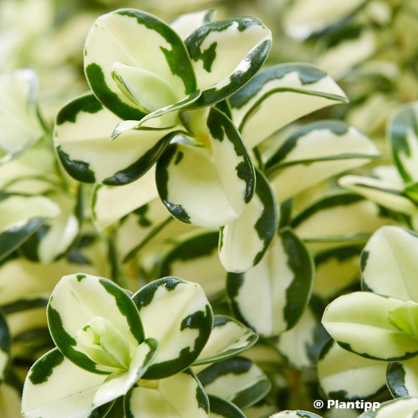 Hebe Leopard Spot - Struikveronica (Blad)