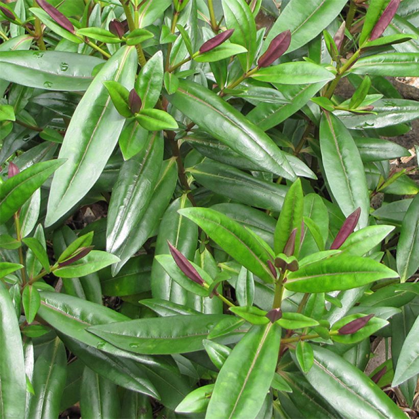 Hebe addenda Linda - Struikveronica (Foliage)