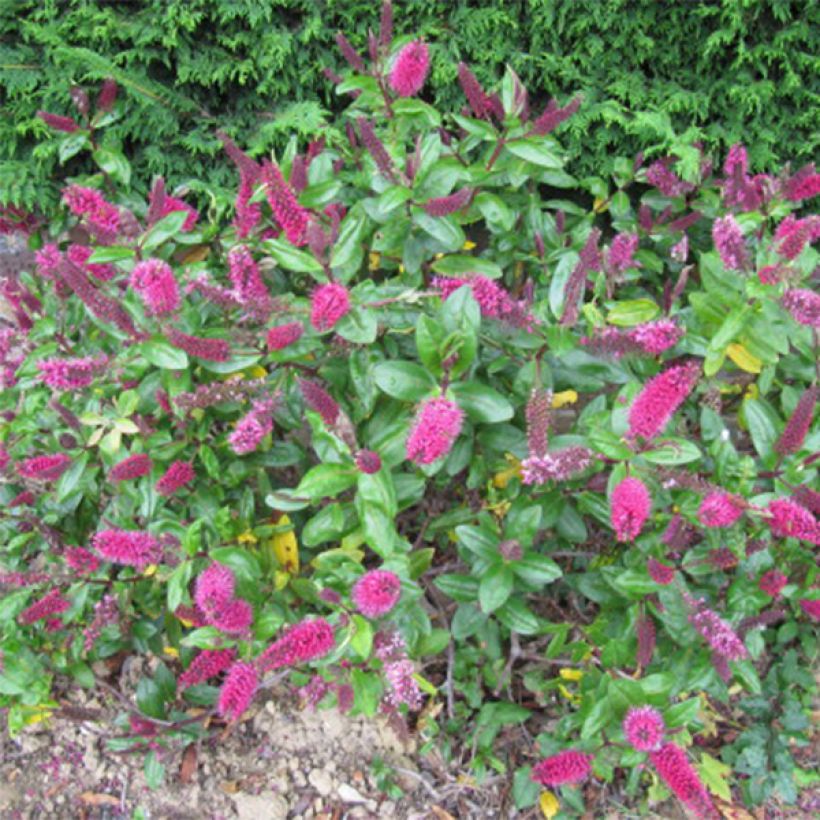 Hebe addenda Linda - Struikveronica (Flowering)