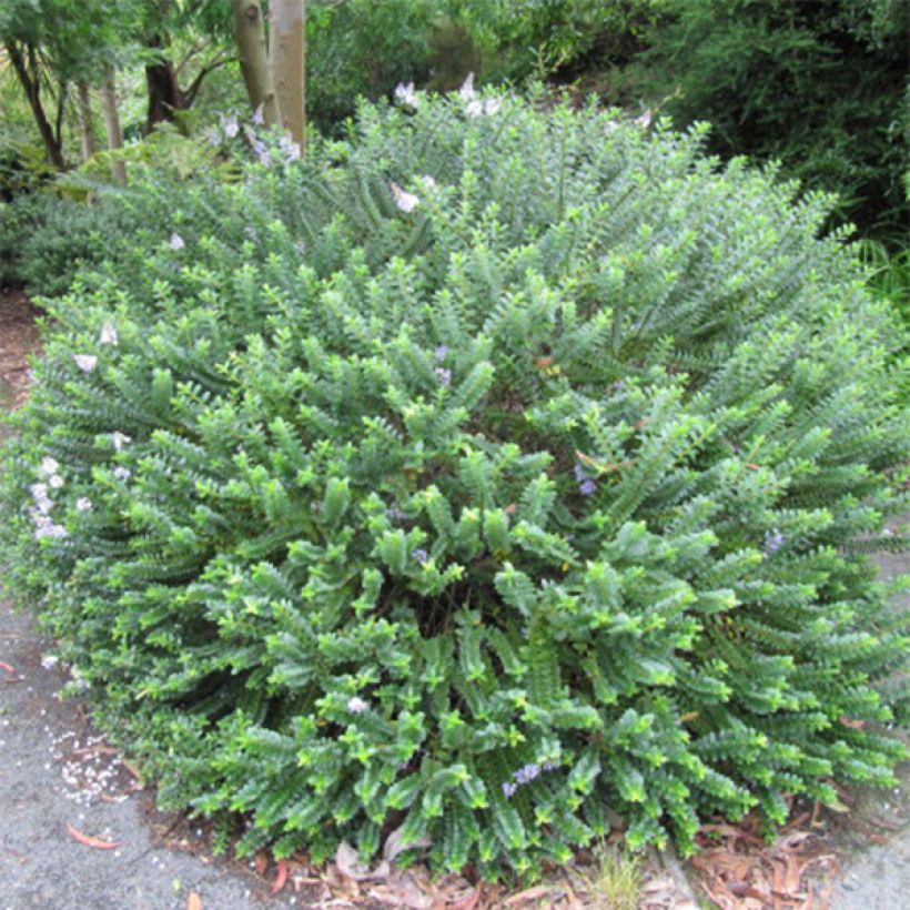 Hebe addenda Linda - Struikveronica (Plant habit)