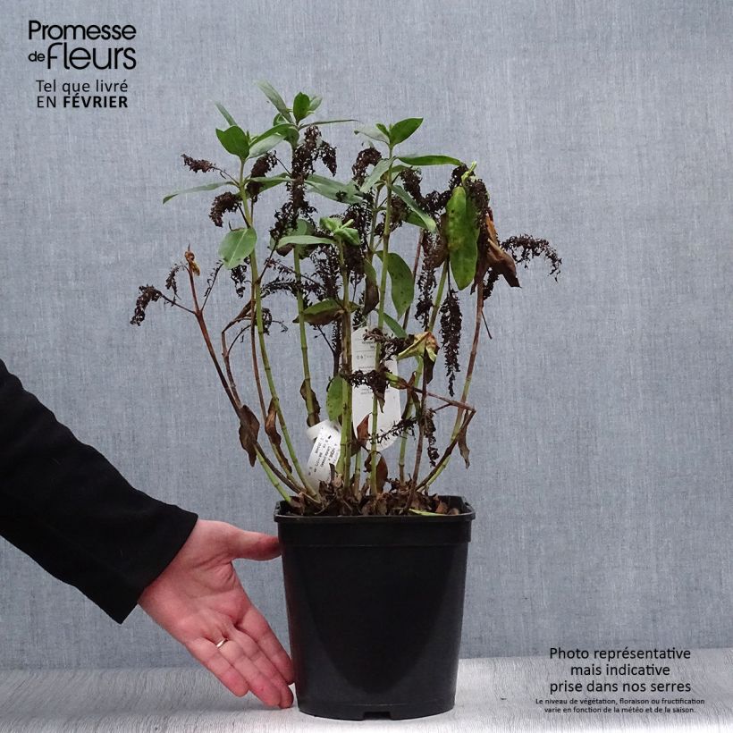 Example of Hebe Linda  - Véronique arbustive Pot van 3 l/4 l as you get in hiver
