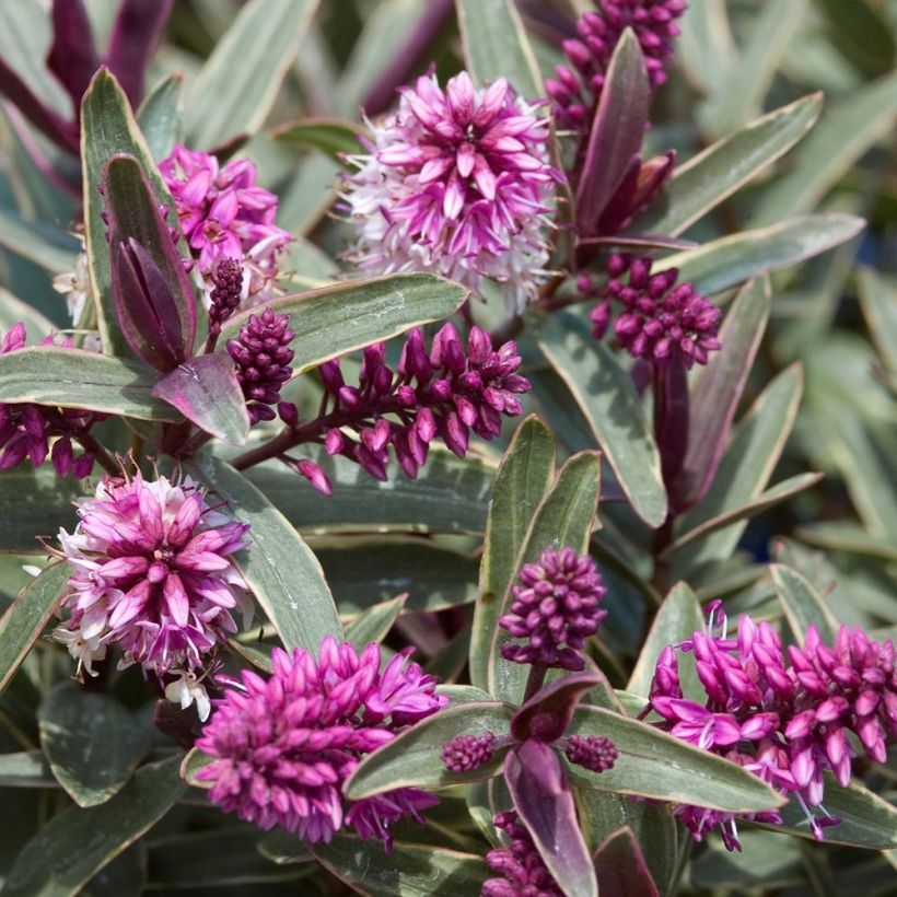 Hebe Marilyn Monroe - Struikveronica (Foliage)