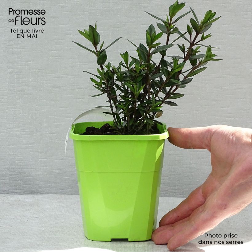 Example of Hebe Midnight Sky - Véronique arbustive Pot van 1,5 l/2 l as you get in printemps