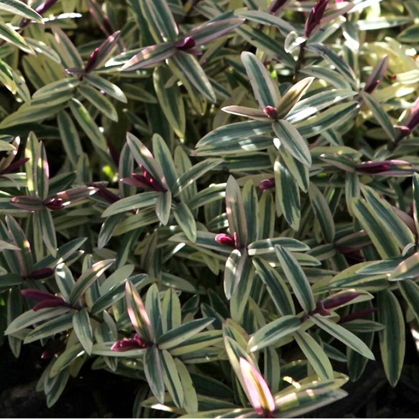 Hebe Orphan Annie - Struikveronica (Foliage)