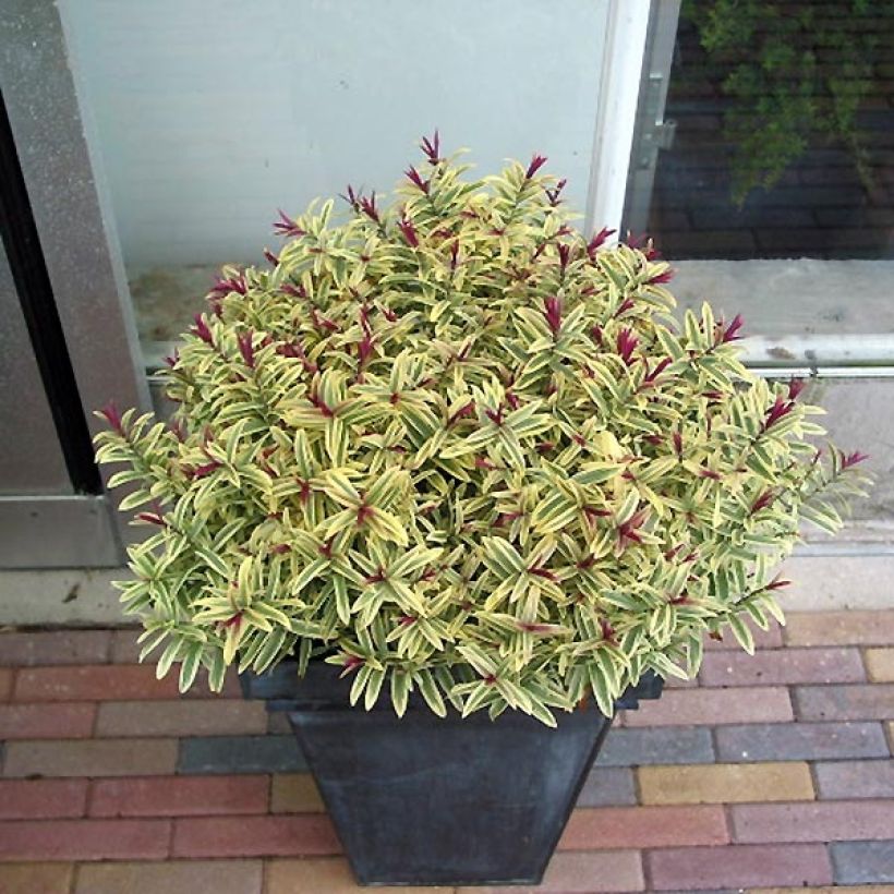 Hebe Orphan Annie - Struikveronica (Plant habit)