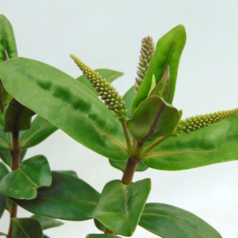 Hebe Ouessant - Struikveronica (Foliage)