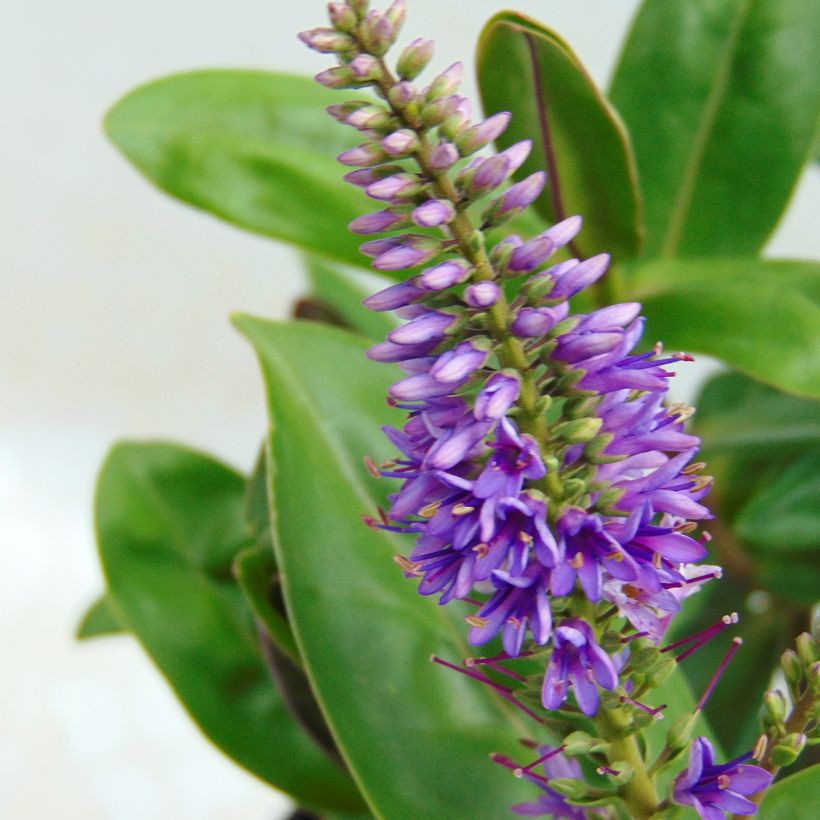 Hebe Ouessant - Struikveronica (Flowering)