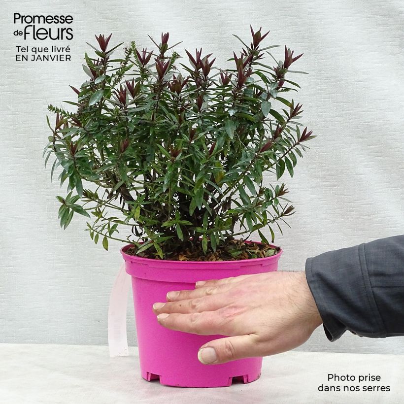 Example of Hebe Raspberry Ripple - Véronique arbustive. Pot van 2 l/3 l as you get in hiver