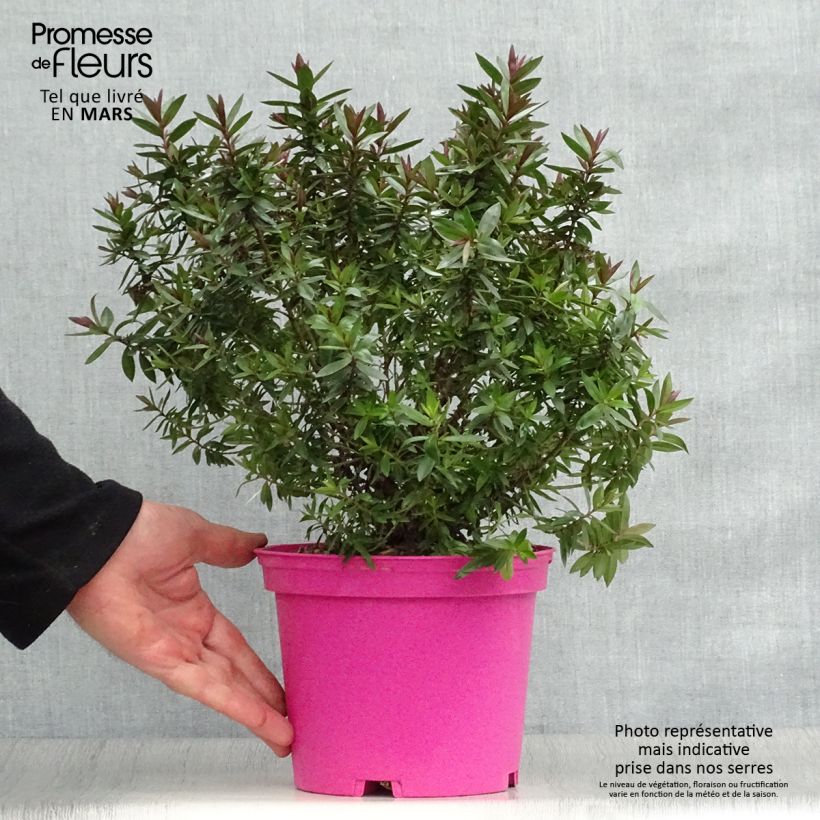 Exemplaar van Hebe Raspberry Ripple - Struikveronica Pot van 2 l/3 l zoals geleverd in de lente