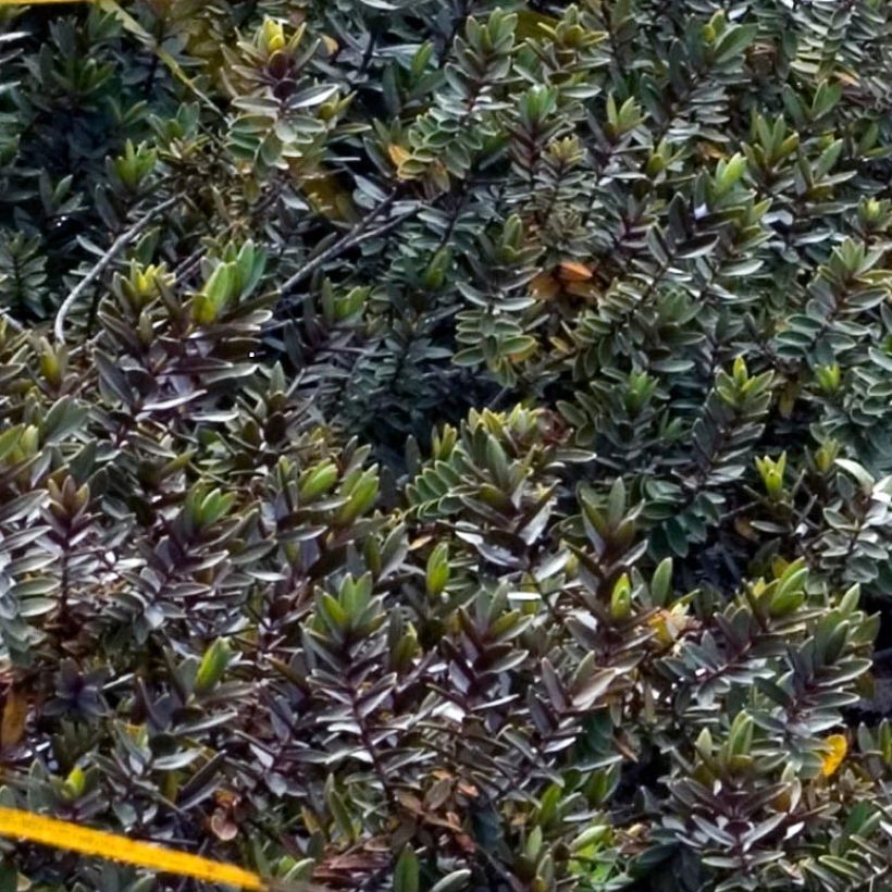 Hebe albicans Red Edge - Struikveronica (Foliage)