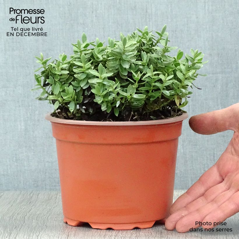 Example of Hebe Red Edge - Véronique arbustive. Pot van 2 l/3 l as you get in hiver