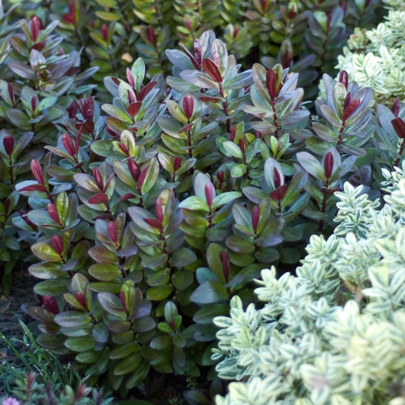 Hebe Santa Monica - Struikveronica (Plant habit)