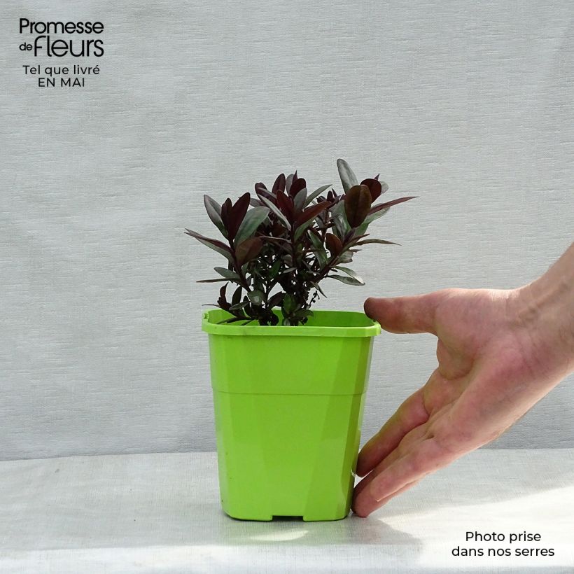 Example of Hebe Santa Monica - Véronique arbustive Pot van 1 l/1,5 l as you get in printemps