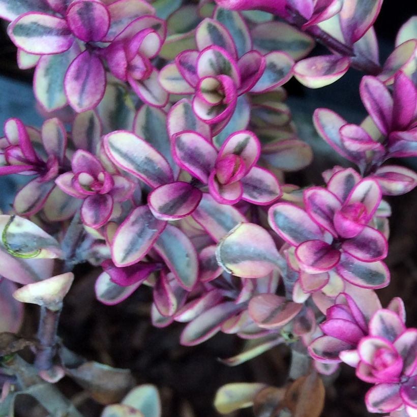 Hebe Tip Top - Struikveronica (Blad)