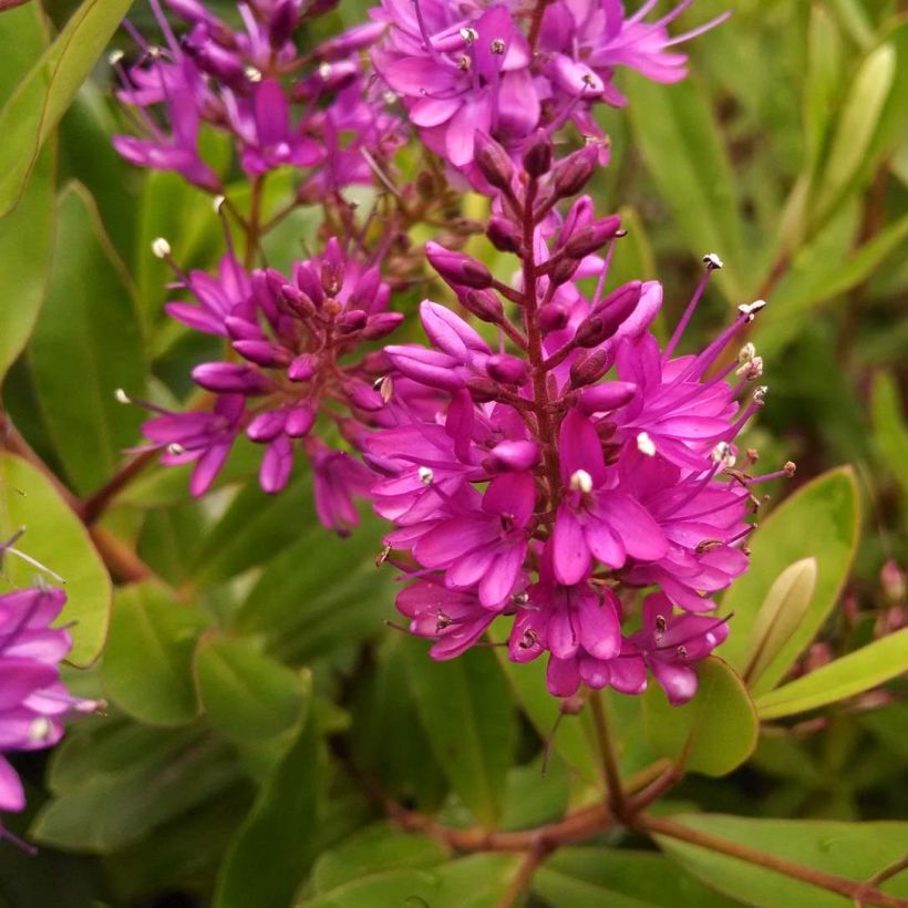 Hebe Wiri Charm - Struikveronica (Flowering)