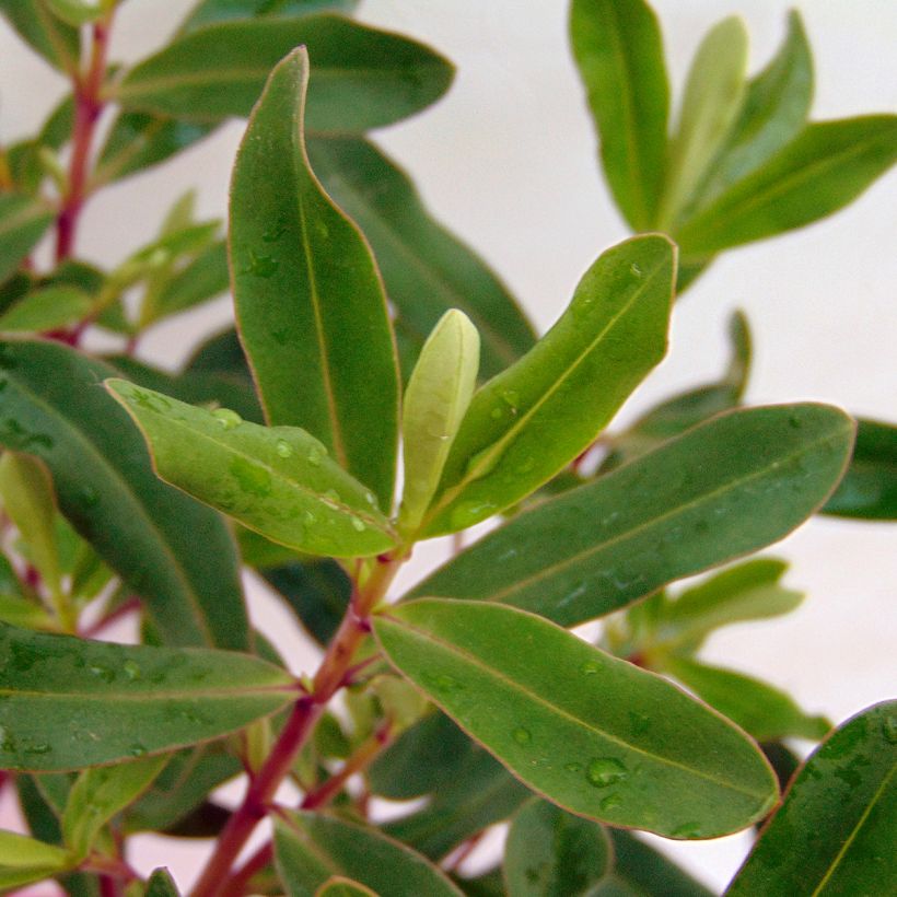 Hebe Wiri Charm - Struikveronica (Foliage)
