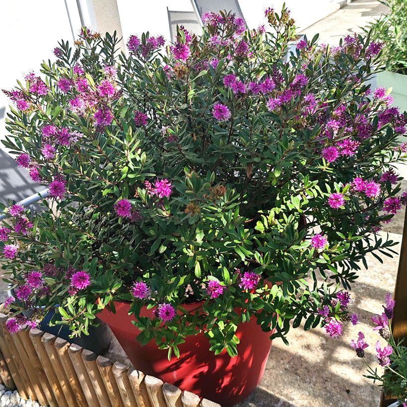 Hebe Wiri Charm - Struikveronica (Groeiplaats)