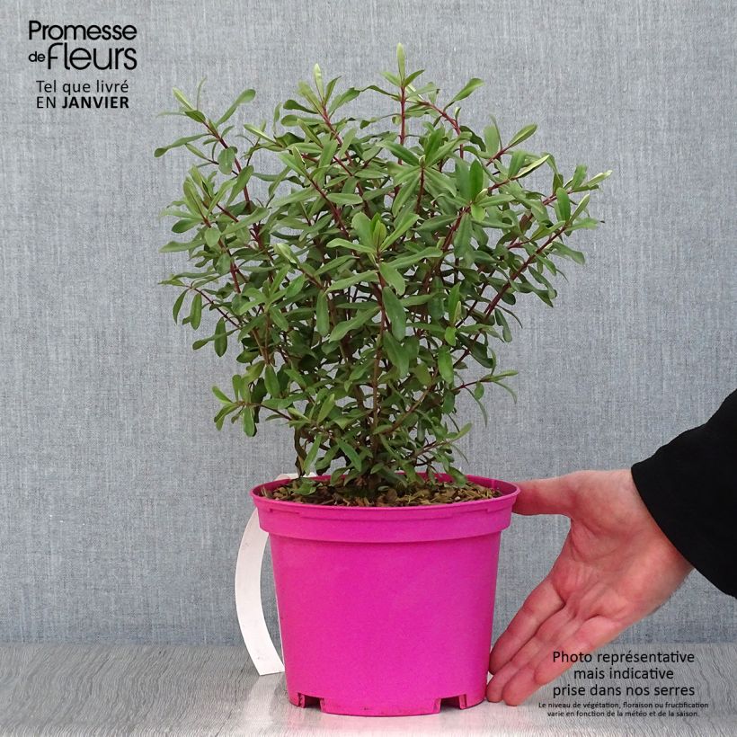Example of Hebe Wiri Charm - Véronique arbustive Pot van 2 l/3 l as you get in hiver