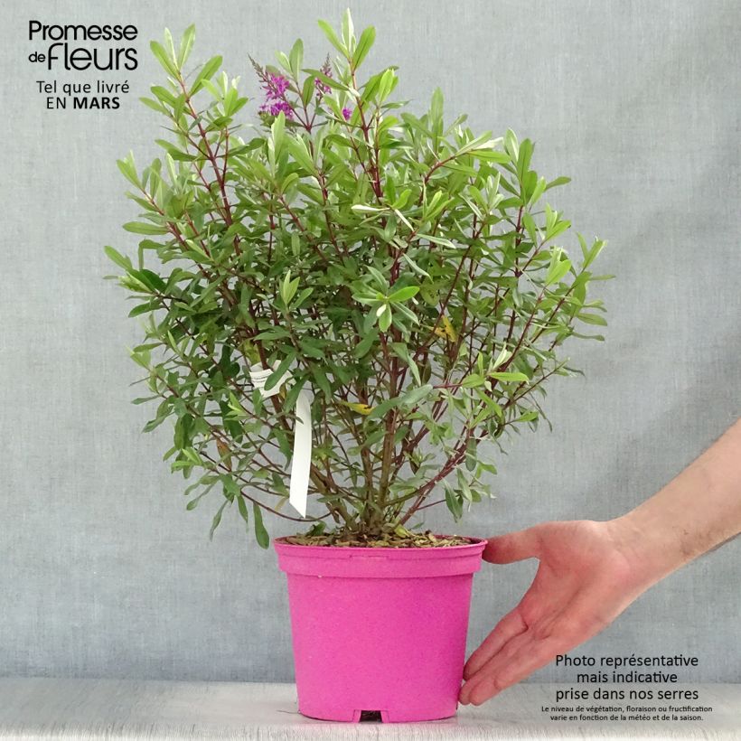 Exemplaar van Hebe Wiri Charm - Struikveronica Pot van 2 l/3 l zoals geleverd in de lente