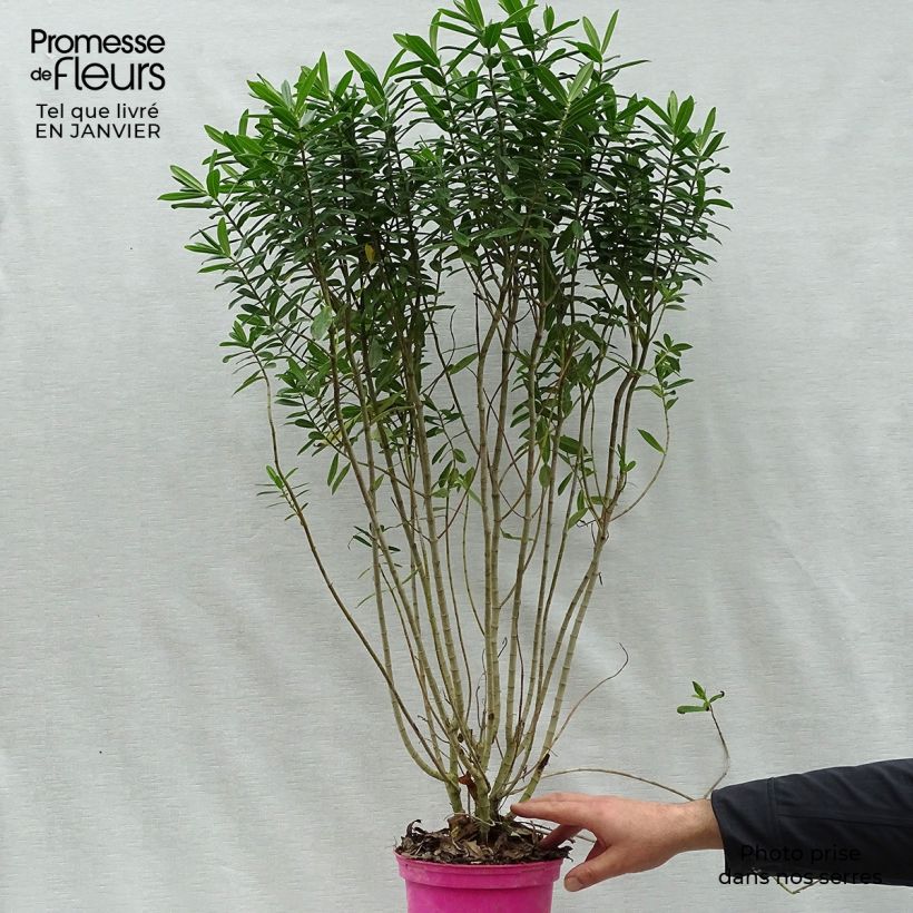 Example of Hebe Wiri Image - Véronique arbustive Pot van 2 l/3 l as you get in hiver