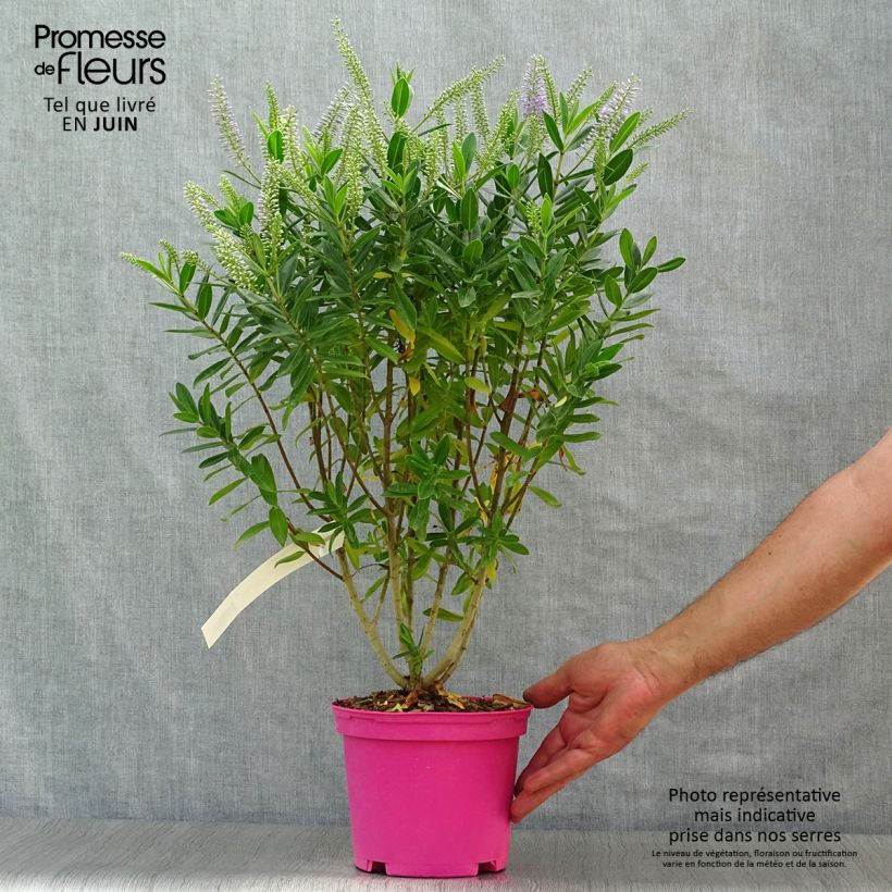 Exemplaar van Hebe Wiri Image - Struikveronica Pot van 2 l/3 l zoals geleverd in de zomer