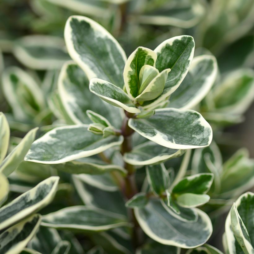 Veronica andersonii Variegata - Struikveronica (Blad)