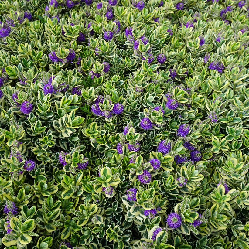 Veronica andersonii Variegata - Struikveronica (Groeiplaats)