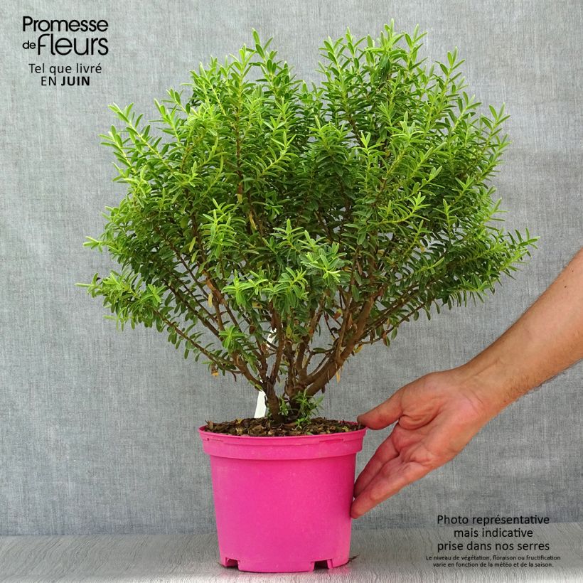 Exemplaar van Hebe brachysiphon - Struikveronica Pot van 2 l/3 l zoals geleverd in de zomer