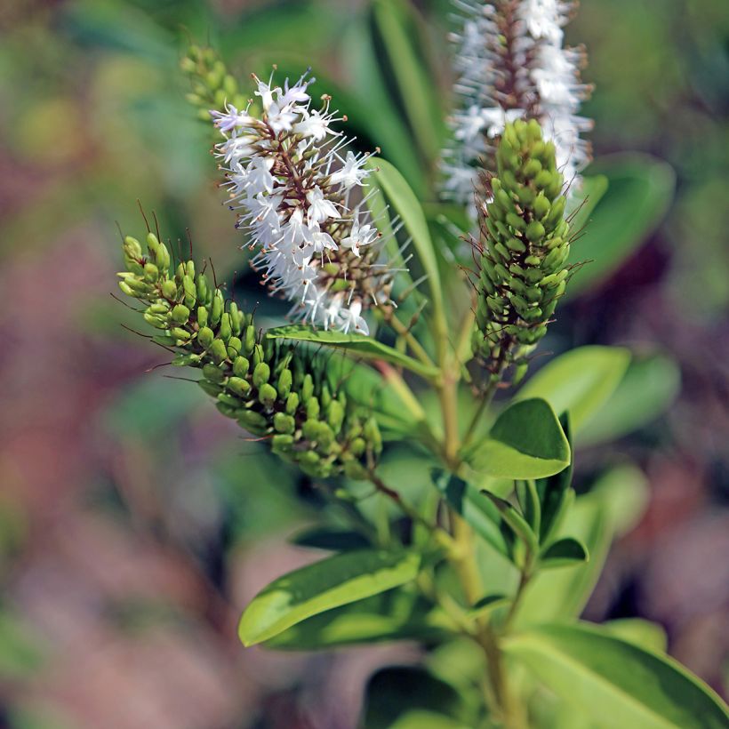 Hebe brachysiphon - Struikveronica (Flowering)