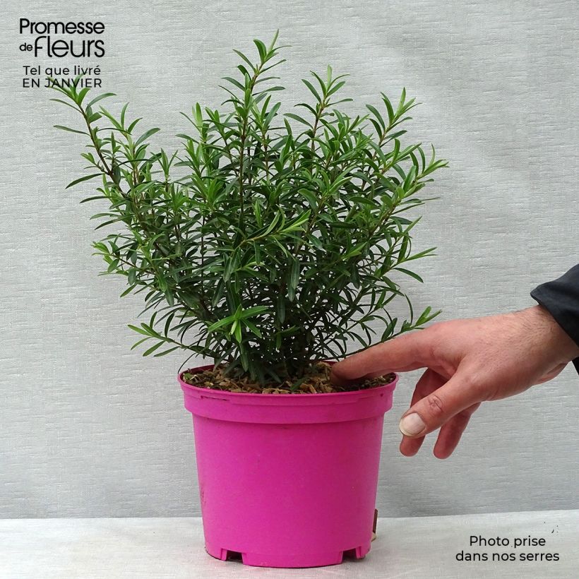 Example of Hebe diosmifolia - Véronique arbustive. Pot van 3 l/4 l as you get in hiver