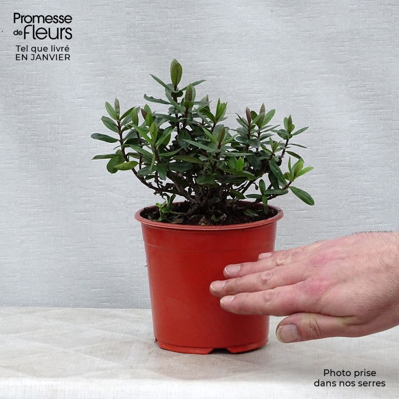 Example of Hebe franciscana Blue Gem - Véronique arbustive Pot van 1 l/1,5 l as you get in hiver